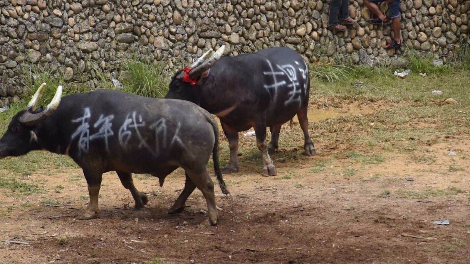 阿拉伯杯2021外围赛比分 阿拉伯杯2021外围赛比分